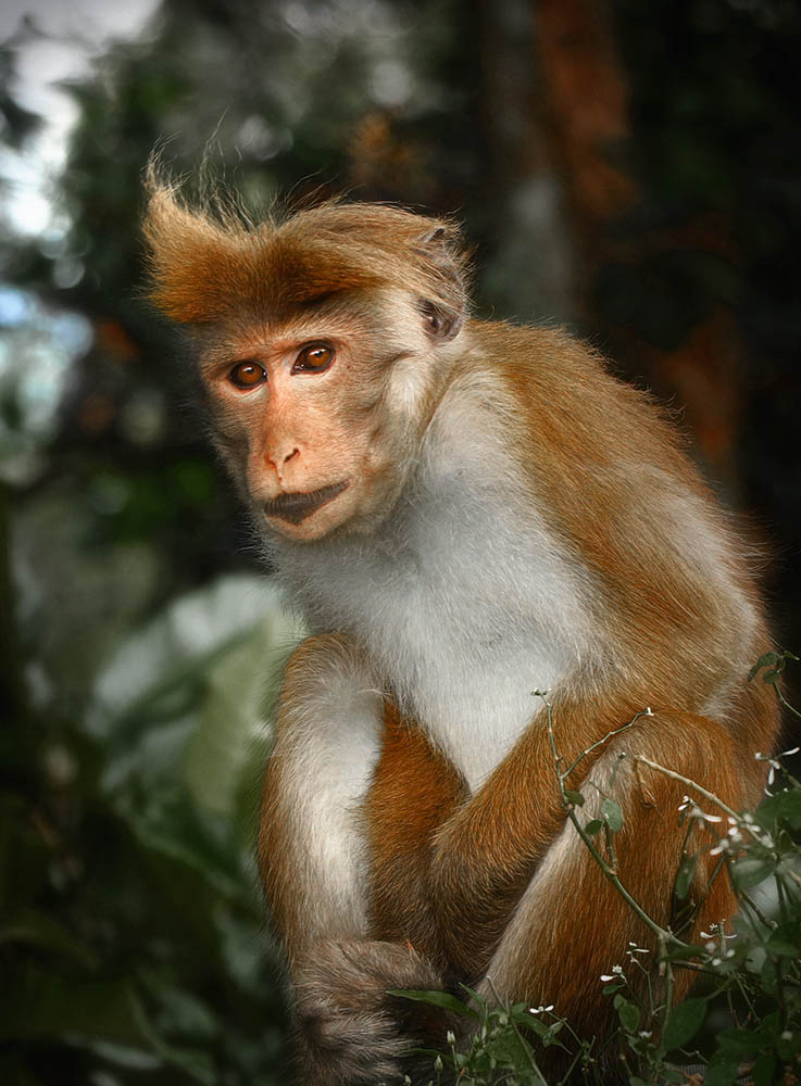 Camera: Canon EOS 80D, Focal: 135.0mm, Exposure: 0.01s