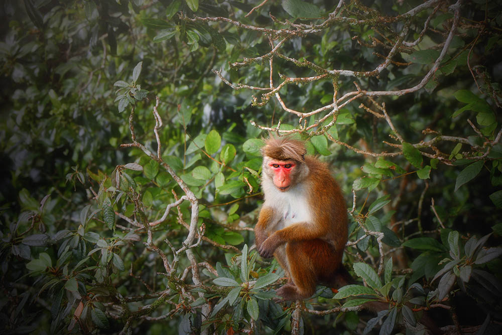 Camera: Canon EOS 80D, Focal: 135.0mm, Exposure: 0.02s