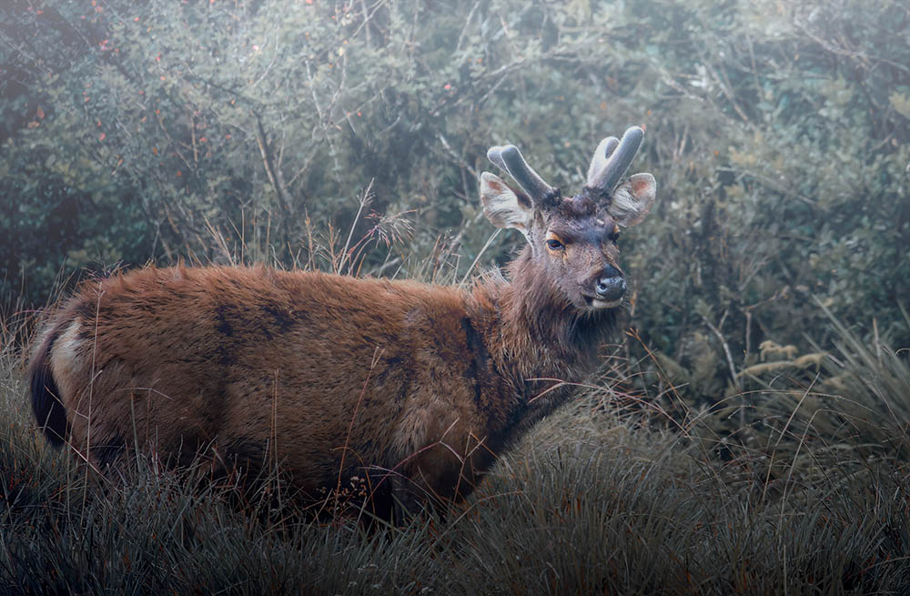 Camera: Canon EOS 7D, Focal: 208.0mm, Exposure: 0.0125s