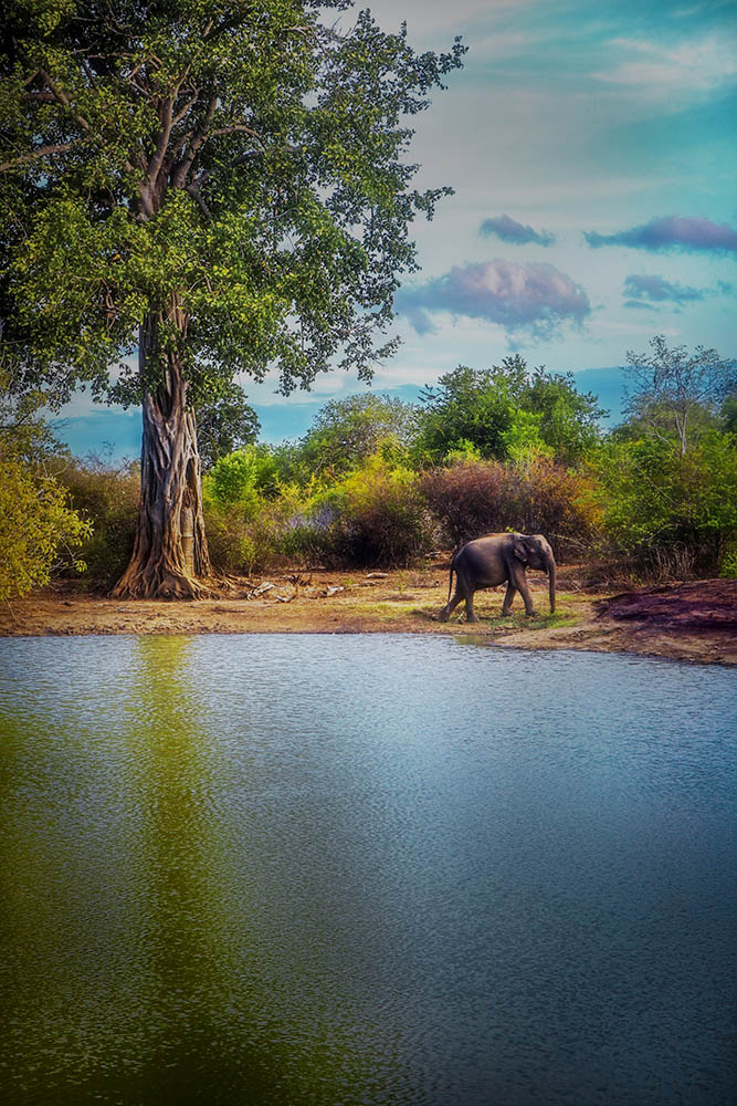 Camera: Canon EOS 80D, Focal: 50.0mm, Exposure: 0.05s