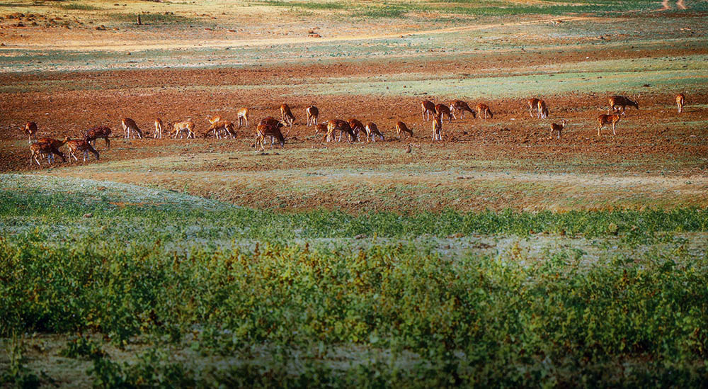 Camera: Canon EOS 80D, Focal: 135.0mm, Exposure: 0.0008s