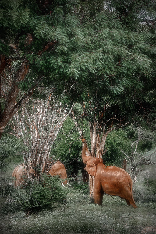 Camera: Canon EOS 80D, Focal: 135.0mm, Exposure: 0.01s