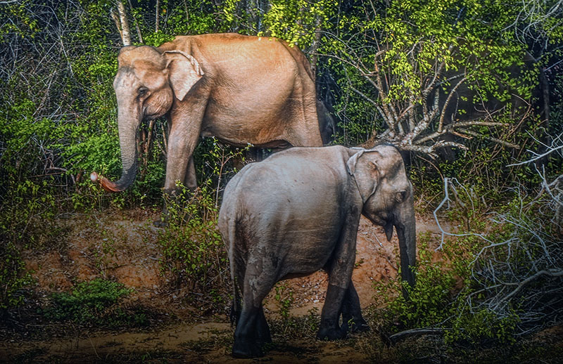 Camera: Canon EOS 80D, Focal: 135.0mm, Exposure: 0.1s