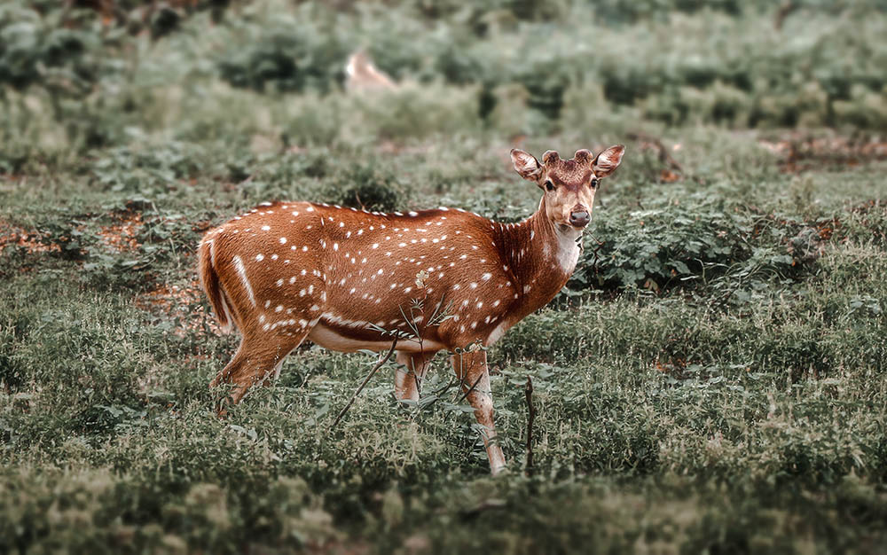 Camera: Canon EOS 80D, Focal: 135.0mm, Exposure: 0.003125s